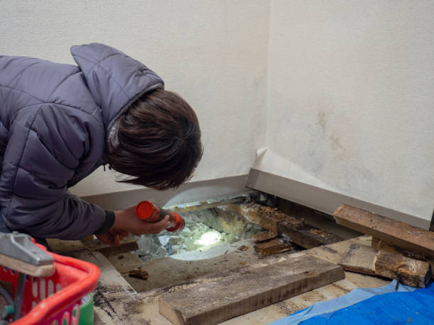Best Mold Removal for HVAC Installations  in Cullman, AL