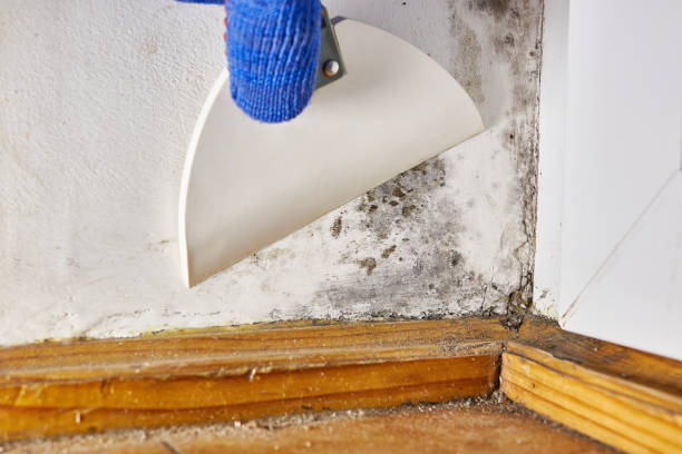 Best Dehumidification Services  in Cullman, AL