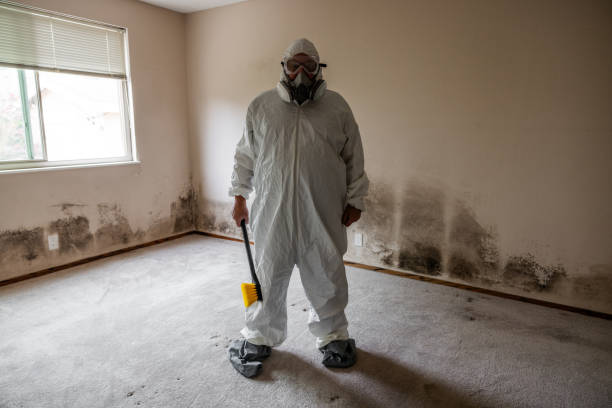 Best Post-Construction Mold Inspection  in Cullman, AL